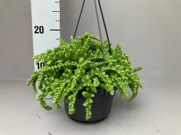 Crassula Licopodioides Ampel