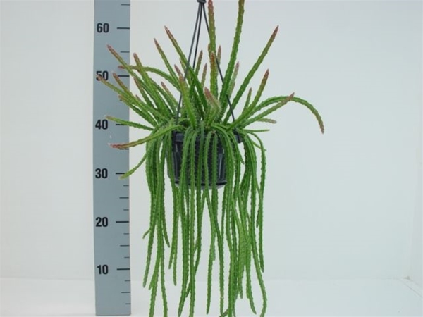 Aporocactus melanie