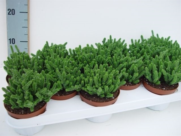 Crassula Licopodioides
