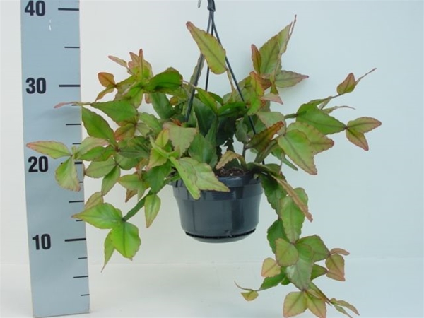 Rhipsalis Elliptica Ampel