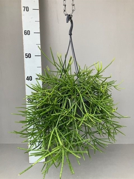 Rhipsalis Neves Armondii