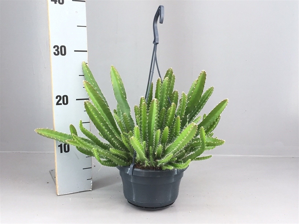 Hylocereus Undatus Ampel
