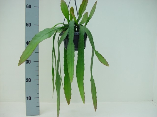 Epiphyllum Ackermanii Ampel