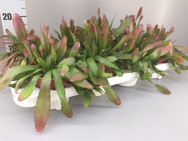 rhipsalis red coral