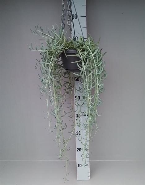Senecio Radicans Ampel
