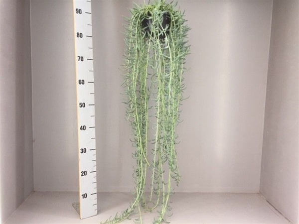 Senecio Radicans XL Ampel