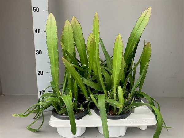 Epiphyllum Red tip