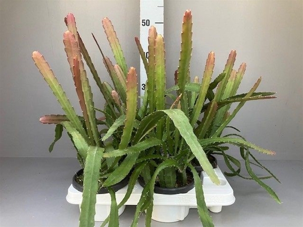 Epiphyllum Red tip