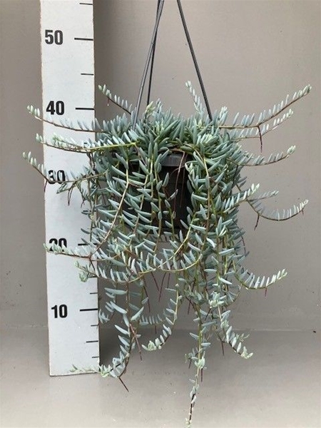 Senecio Halianus Ampel