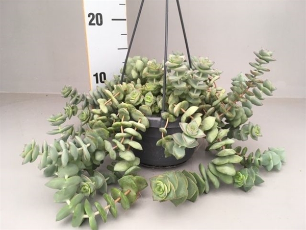 Crassula Hottentot Special Ampel