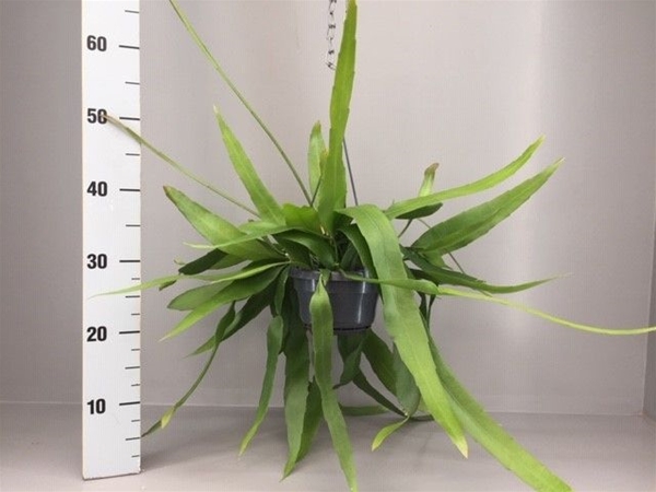 Epiphyllum Pumilum Ampel