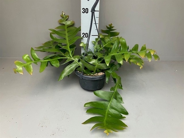 Epiphyllum Chrysocardium Ampel