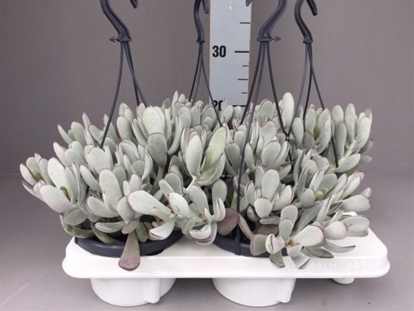 Cotyledon Coral Ampel
