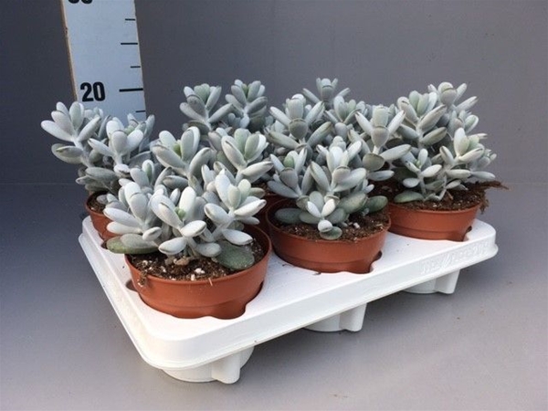 Cotyledon Orbiculata 