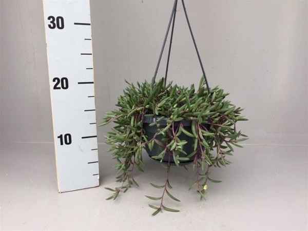 Senecio Herrianus Purple Flush Ampel