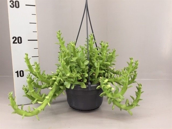 Euphorbia Ellen Beckii Ampel