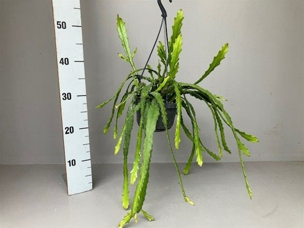 Epiphyllum Dietmar Paetz Ampel