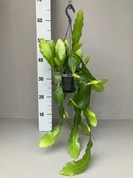 Epiphyllum Fruhlingsgold