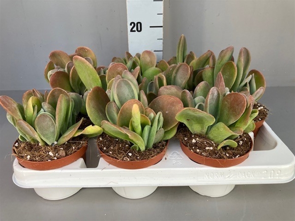 Kalanchoe Oricula