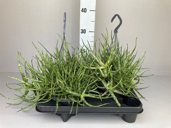 Aloe Bakerii Ampel