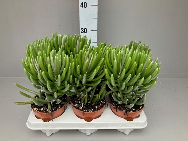 Senecio Pyramidatus