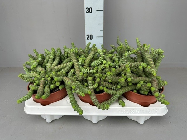 Crassula Hottentot