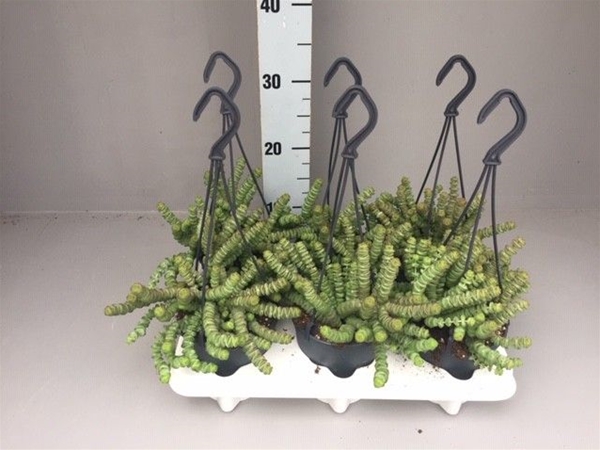Crassula Hottentot Ampel
