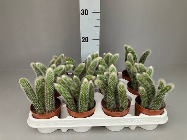 Hildewintera Colademonis