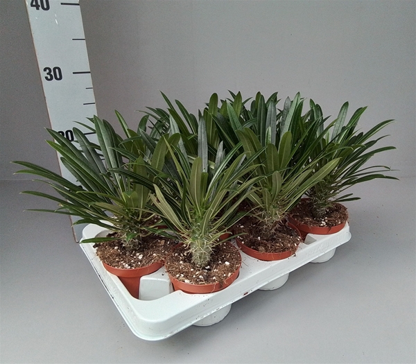 Pachypodium Lamerei