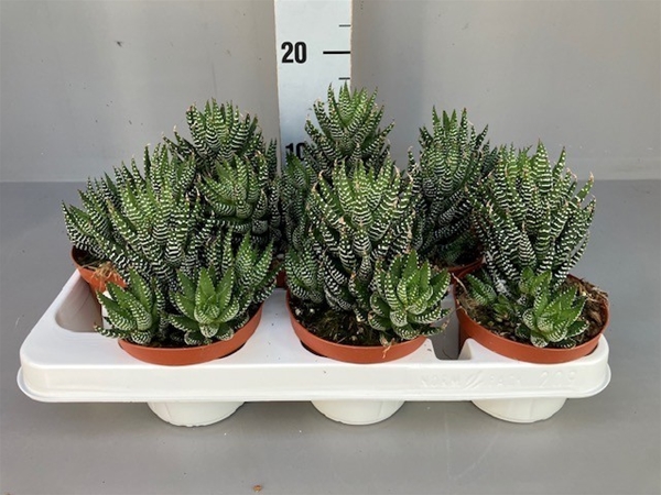 Haworthia Super Fasciata 