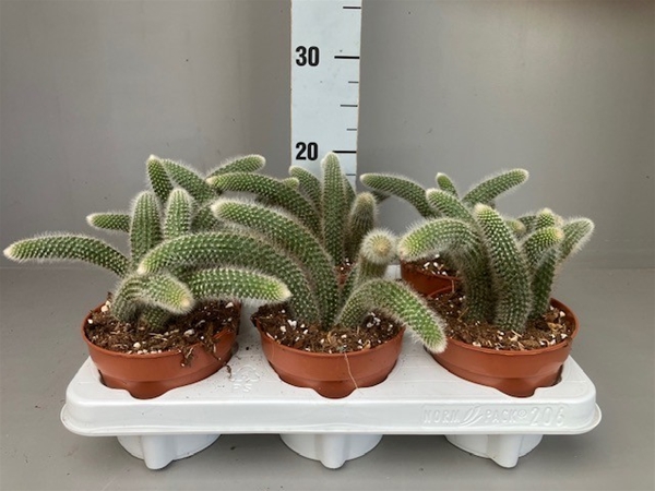Hildewintera Colademononis