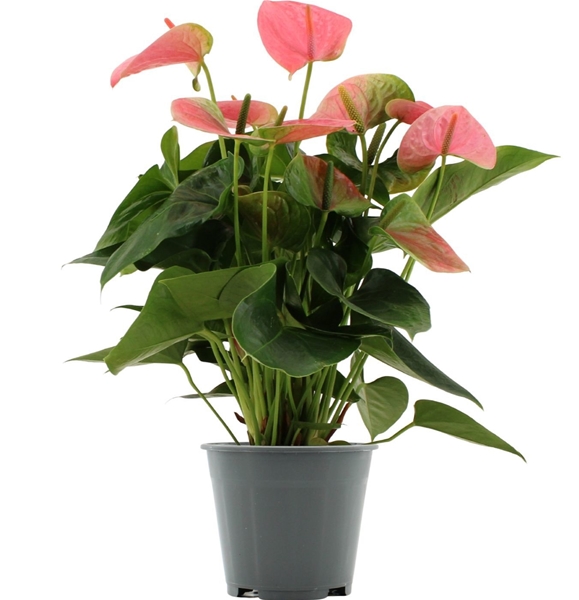 Anthurium Sweet Dream