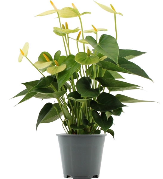 Anthurium Vanilla 