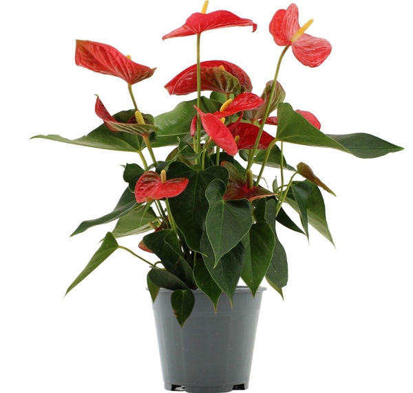 Anthurium Casparo Rot
