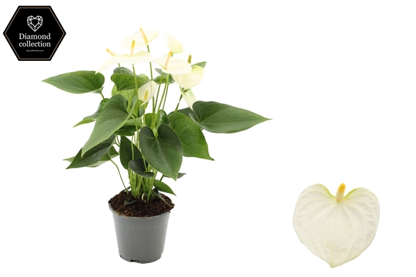 Anthurium Cocos Weiss