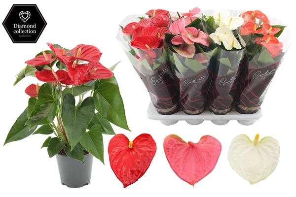 Anthurium Mix