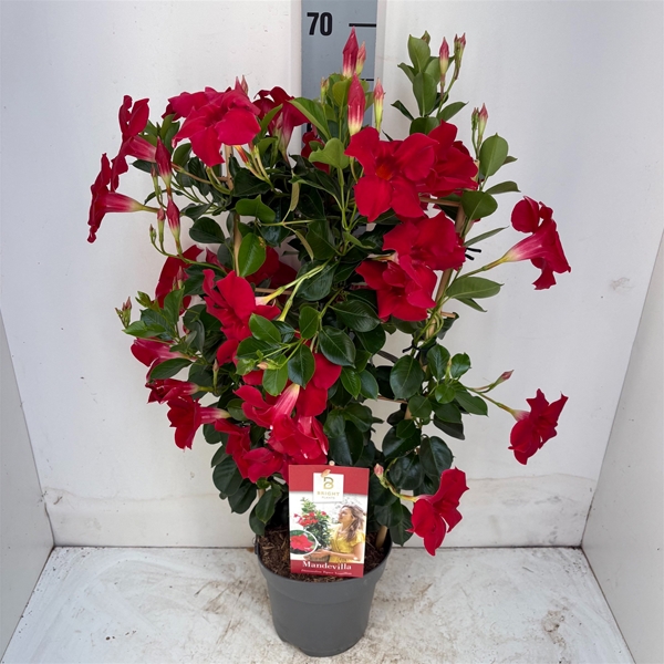 Mandevilla Sundaville Classic Red Spalier