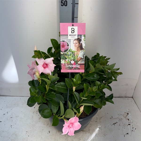 Mandevilla Sundaville Doppelt Blush Pink Ampel