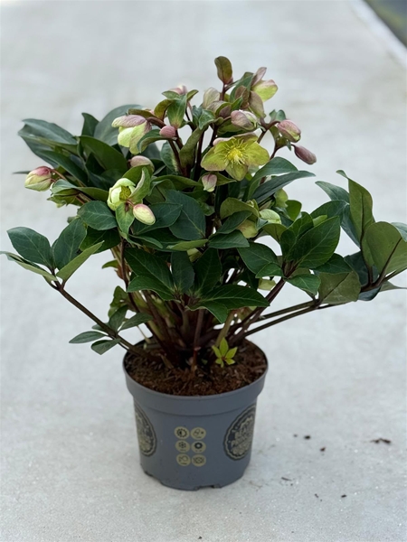 Helleborus Beauty Princess