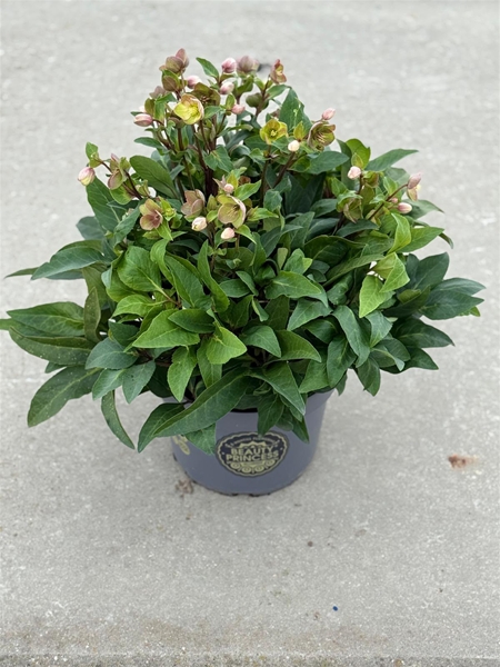 Helleborus Beauty Princess