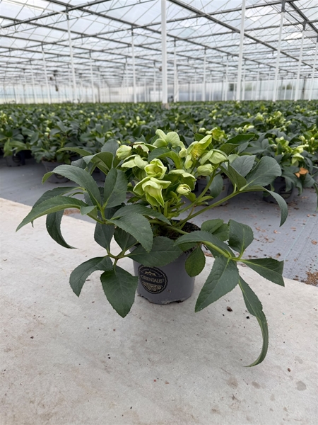 Helleborus Endless 