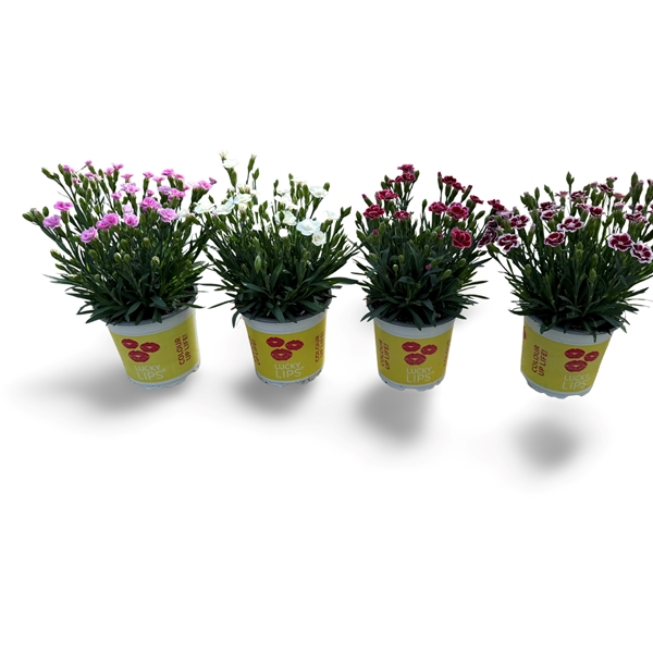 Dianthus Lucky Lips Mixlage