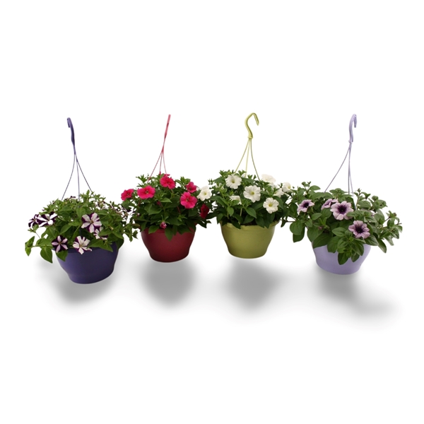 Petunia Ampel Mix