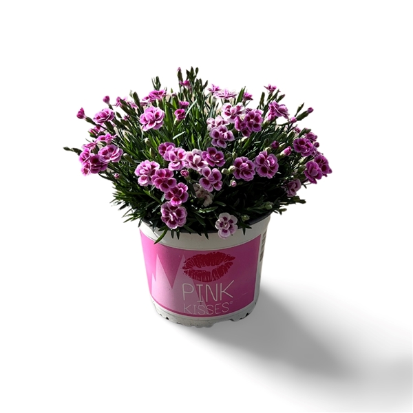 Dianthus Pink Kisses