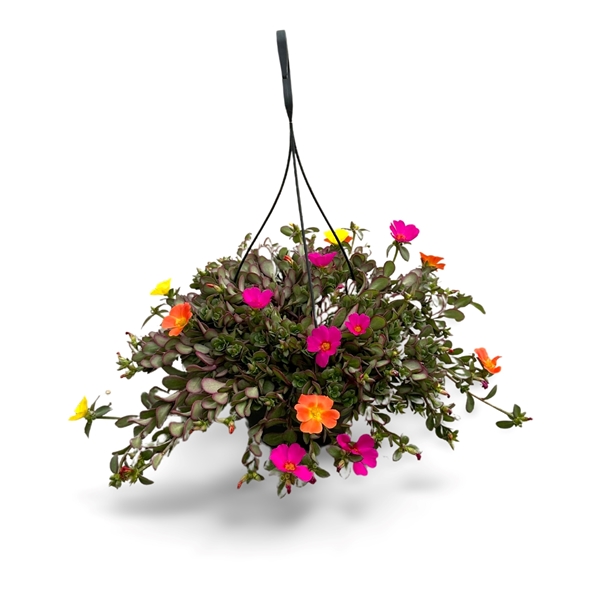 Portulaca Carnaval Ampel