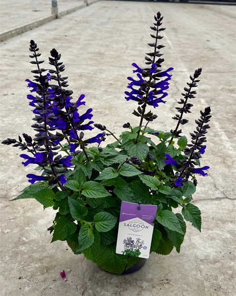 Salvia Salgoon Lake Blueberry