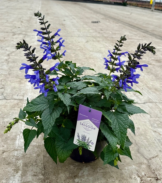 Salvia Salgoon Lake Como