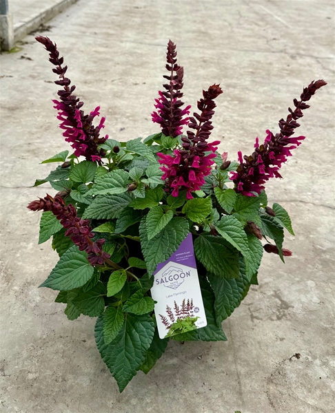 Salvia Salgoon Lake Flamingo