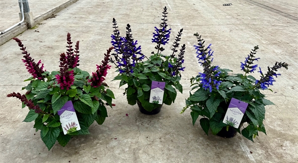 Salvia Salgoon Mixlage