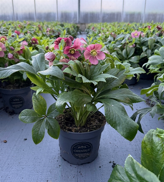 Helleborus Viv Victoria